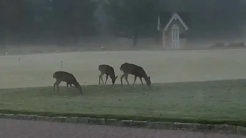 Pilgrim’s Run Golf Club - Pierson, MI